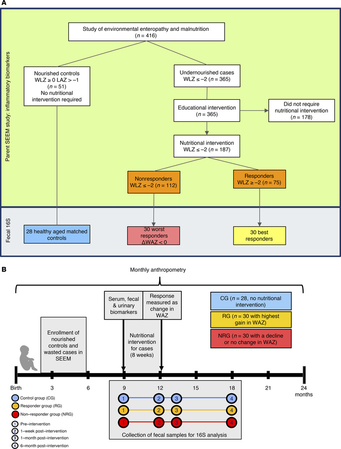 Overview of study design.
(A) Flow diagram of study population and proto...