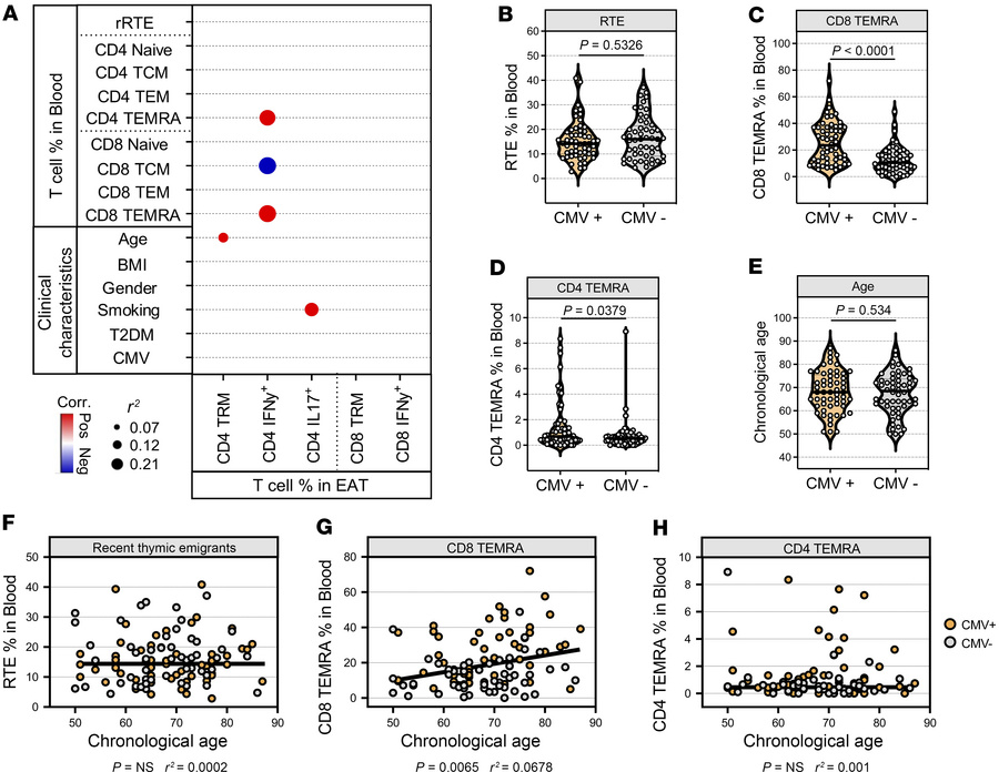 Adipose tissue inflammation in old patients is independent of thymic act...