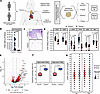 Characterizing immune cellular landscape and function of thymic structures