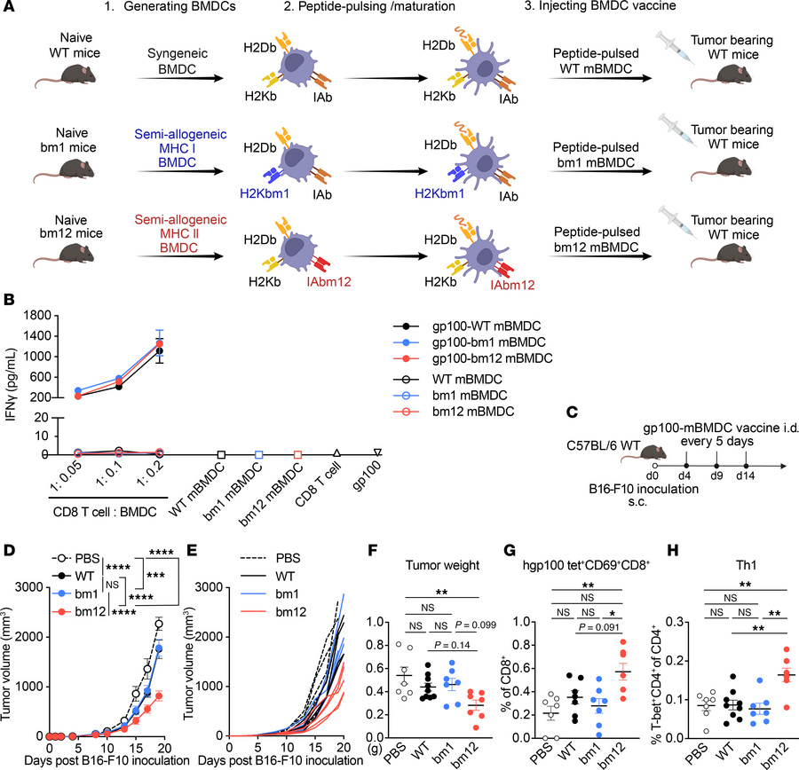 Syngeneic and semiallogeneic BMDCs present H2Db-restricted peptide to CD...