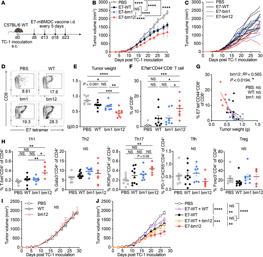 The E743–77 peptide–pulsed MHC class II semiallogeneic mature BMDC vacci...