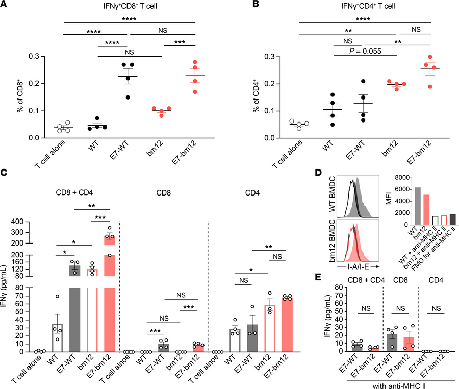 The E743–77 peptide–pulsed MHC class II semiallogeneic mature BMDCs acti...