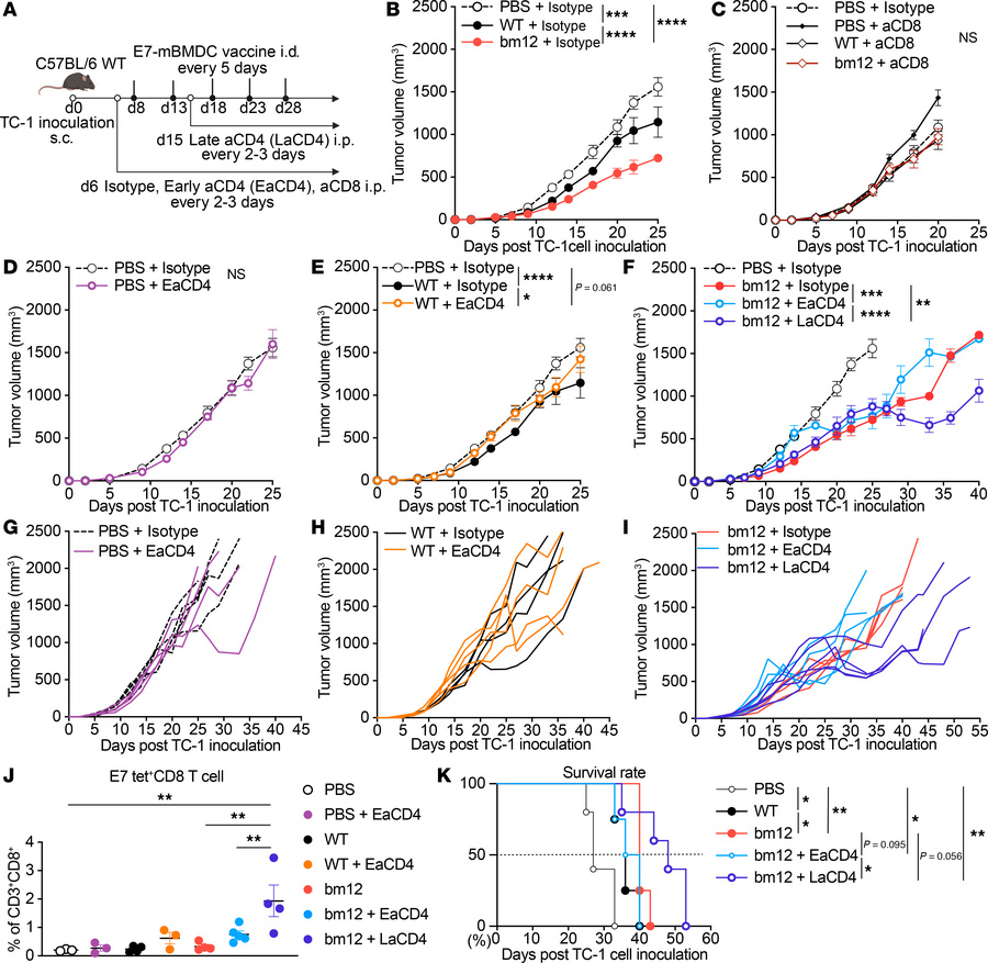E743–77-pulsed MHC class II semiallogeneic mature BMDC vaccination is de...