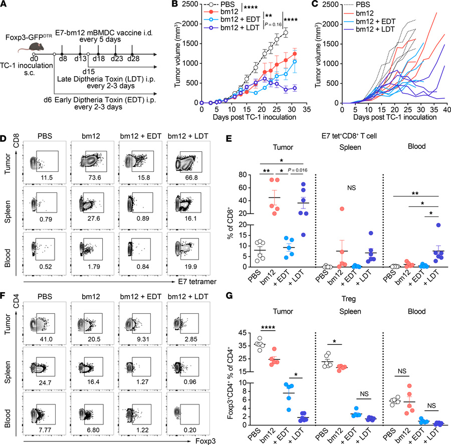 Late Treg depletion enhances the efficacy of the E743–77-pulsed MHC clas...