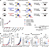 Syngeneic and semiallogeneic BMDCs present H2Db-restricted peptide to CD8+