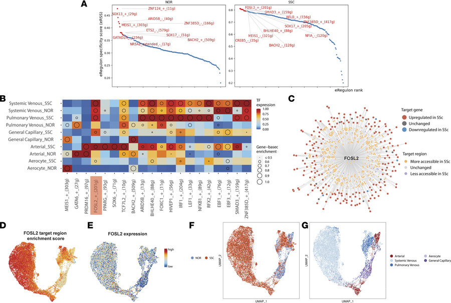 SCENIC+-identified enrichment of FOSL2 eRegulons in SSc-ILD-PH vascular ...