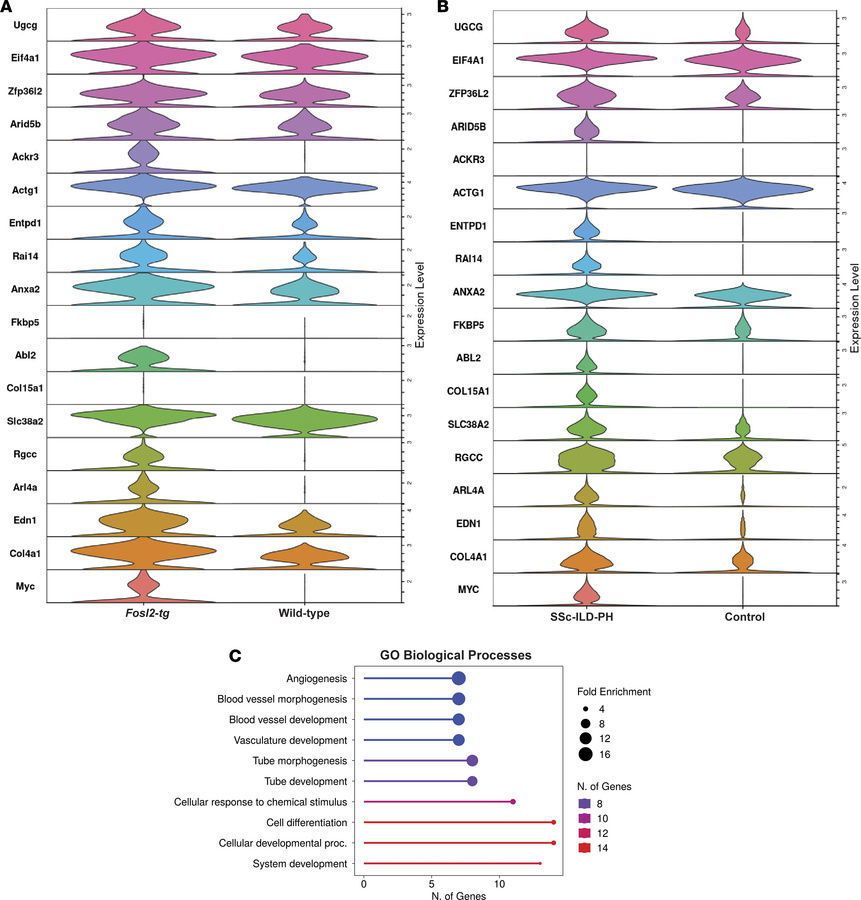 Transcriptomic similarity in ECs from Fosl2tg mice and patients with SSc...