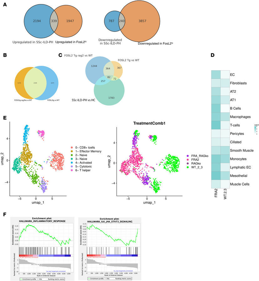Altered gene regulation in Fra2tg and SSc-ILD ECs.
(A) Overlapping genes...