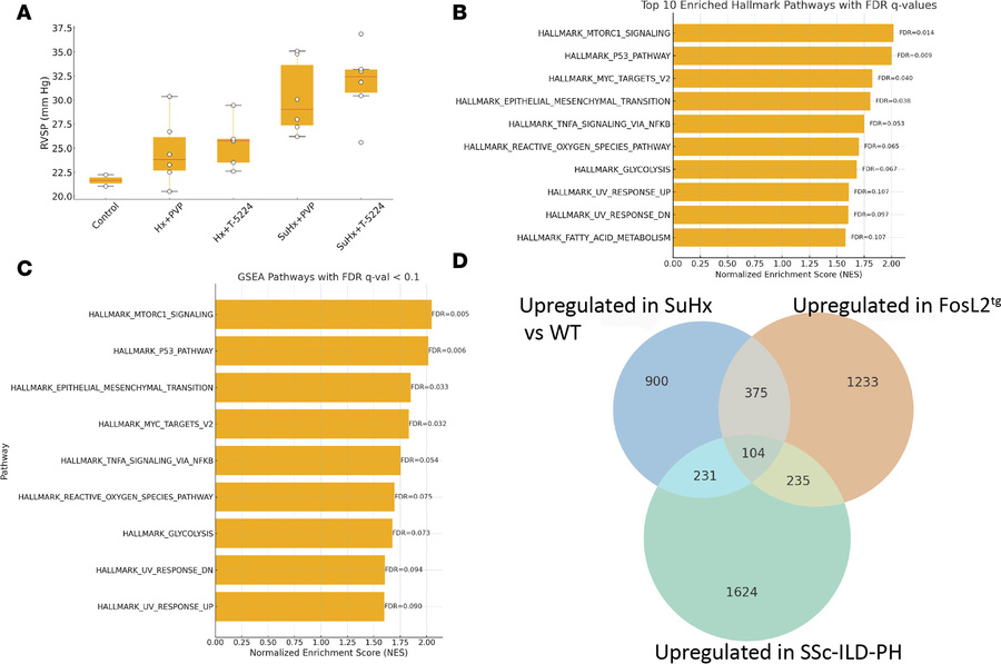 Ap-1 inhibitor T-5224 treatment of murine SuHx.
(A) Pulmonary ventricula...