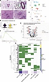 Vascular ECs from Fosl2tg mice have dysregulated gene expression.