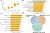 Ap-1 inhibitor T-5224 treatment of murine SuHx.