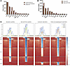 ChromBPNet identified FOS:JUN (AP-1) motifs to be expressed in SSc-ILD-PH a