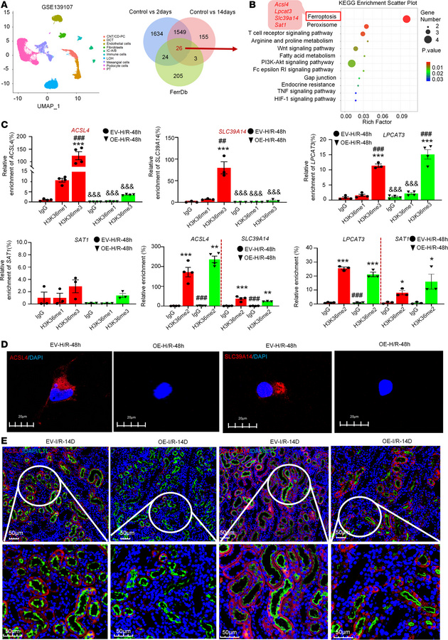 Overexpression of CircNSD1 downregulated ACSL4 and SLC39A14 by H3K36 met...