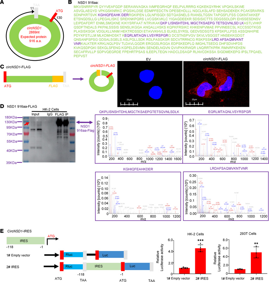 
CircNSD1 encodes a 916aa peptide.
(A) The 2869 nt circNSD1 is potential...
