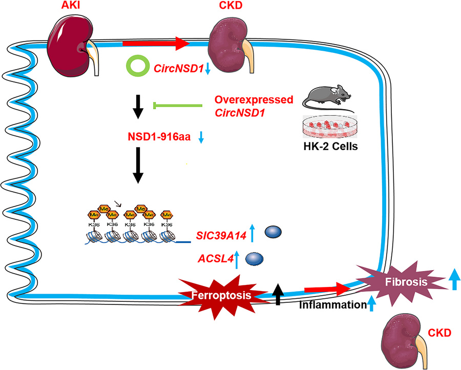 【CPC-LSF】杏 JCI Insight - NSD1-916aa encoded by CircNSD1 contributes to