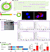 CircNSD1 encodes a 916aa peptide.