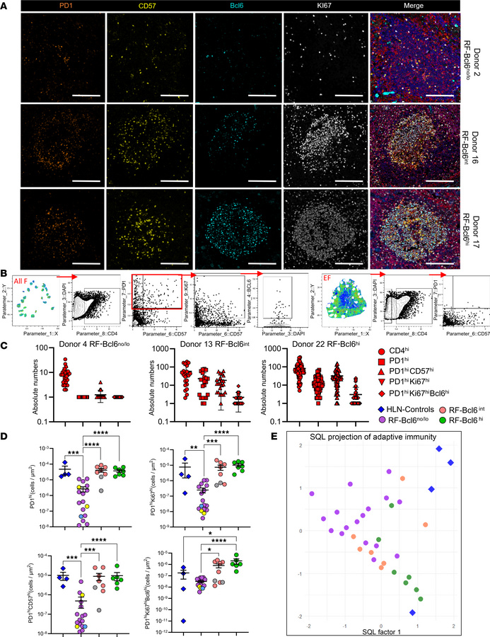 RF-Bcl6hi LD-LNs harbor higher densities of proliferating Bcl6hi and CD5...