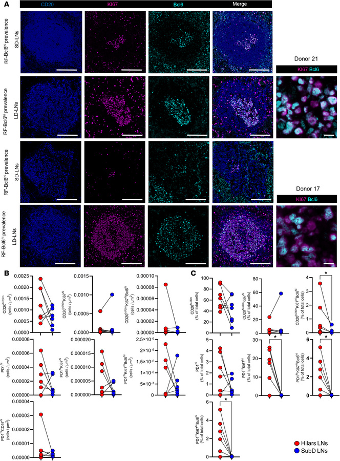 COVID-19 infection reveals a disconnection in F/GC immunoreactivity betw...