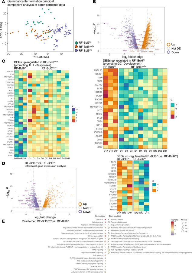 Distinct in situ transcriptomic profiles are associated with RF-Bcl6hi f...