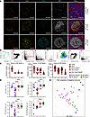 RF-Bcl6hi LD-LNs harbor higher densities of proliferating Bcl6hi and CD57hi