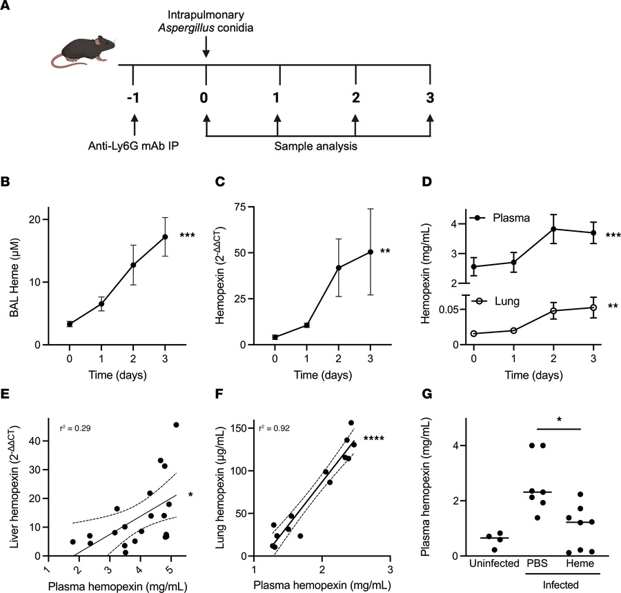 Lung heme content and hemopexin during invasive pulmonary aspergillosis....
