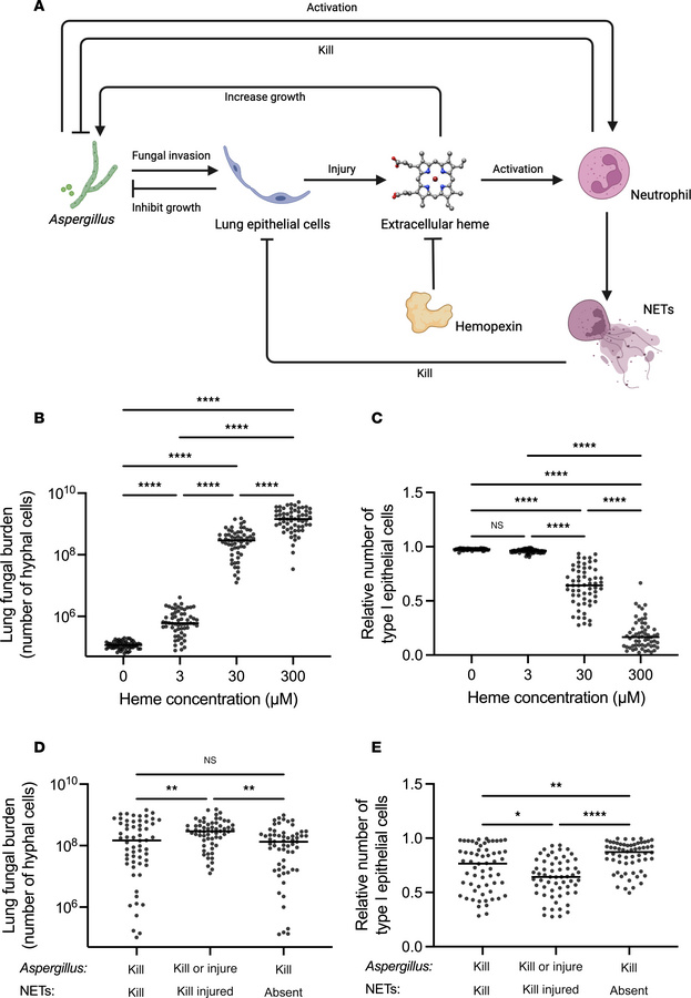 Computational model of the role of heme in aspergillosis.
(A) Schematic ...