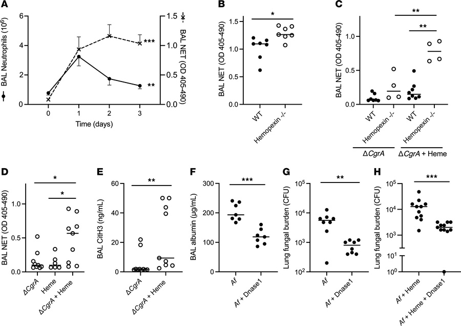 NET formation and resulting lung injury induced by heme, which is attenu...