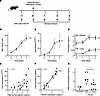 Lung heme content and hemopexin during invasive pulmonary aspergillosis.