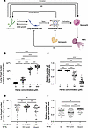 Computational model of the role of heme in aspergillosis.