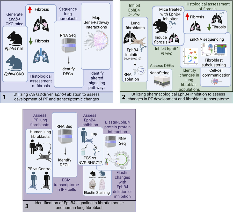 Methodological approaches used to assess the role of EphB4 in pulmonary ...