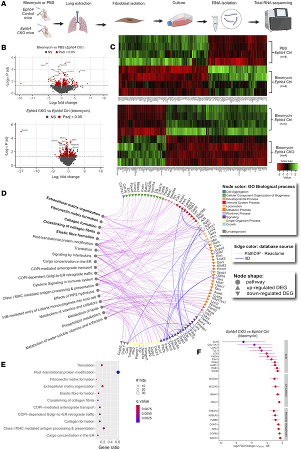 
Ephb4-CKO fibrotic mouse lung fibroblasts exhibit unique transcriptomic...