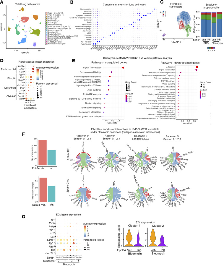 snRNA-Seq profiling of mouse lungs.
(A) UMAP projection of distinct cell...