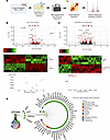 ELN is a key signaling partner of EphB4 in human IPF.