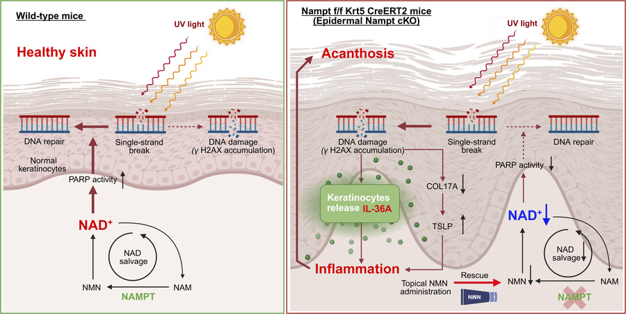 graphical abstract