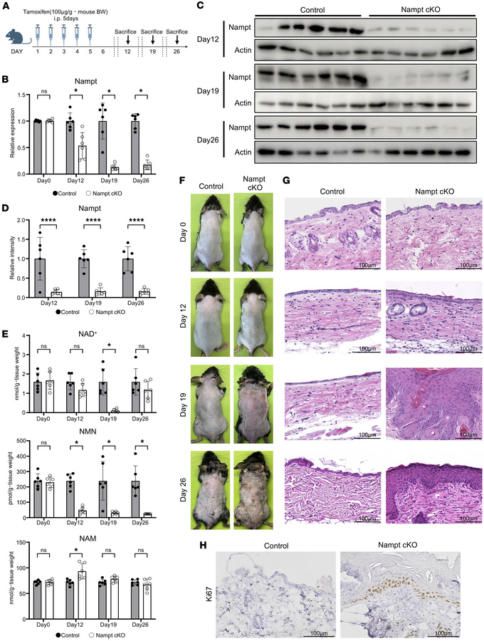 Spontaneous skin inflammation due to NAD+ depletion in Nampt-cKO mice.
(...