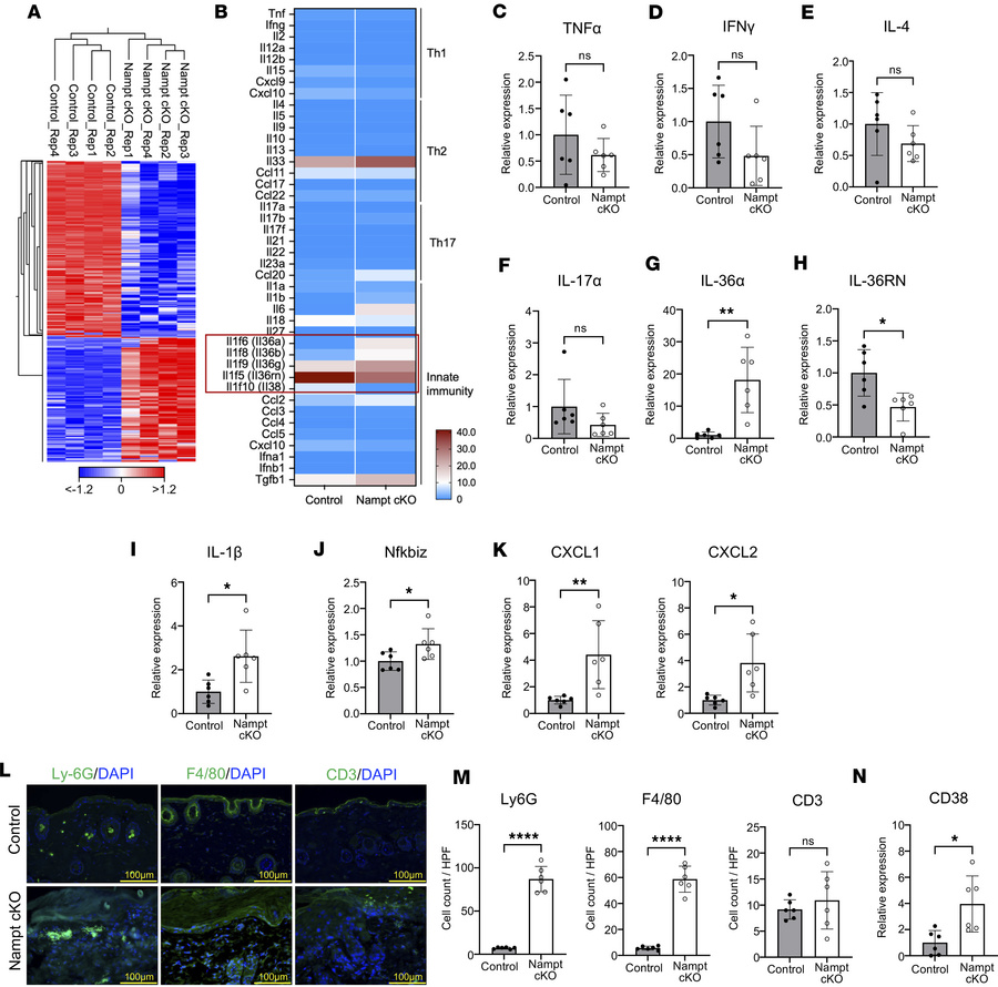 IL-36–driven inflammation without T cell polarization in Nampt-cKO mice....