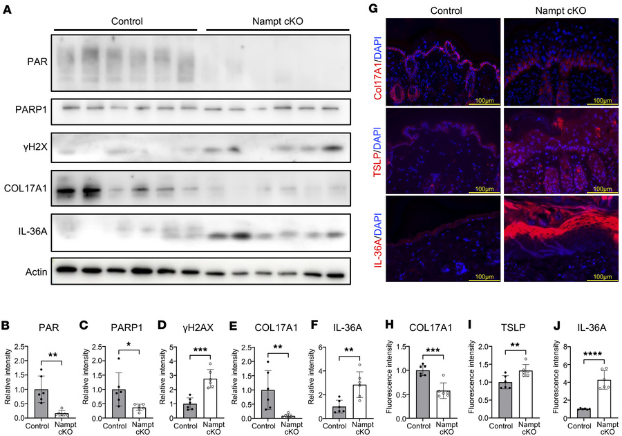 DNA Damage accumulation from reduced PARP activity in Nampt-cKO mice.
(A...