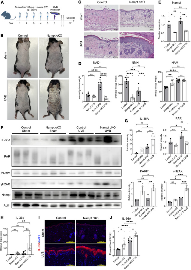 UVB-enhanced epidermal inflammation in Nampt-cKO mice.
(A) Experimental ...