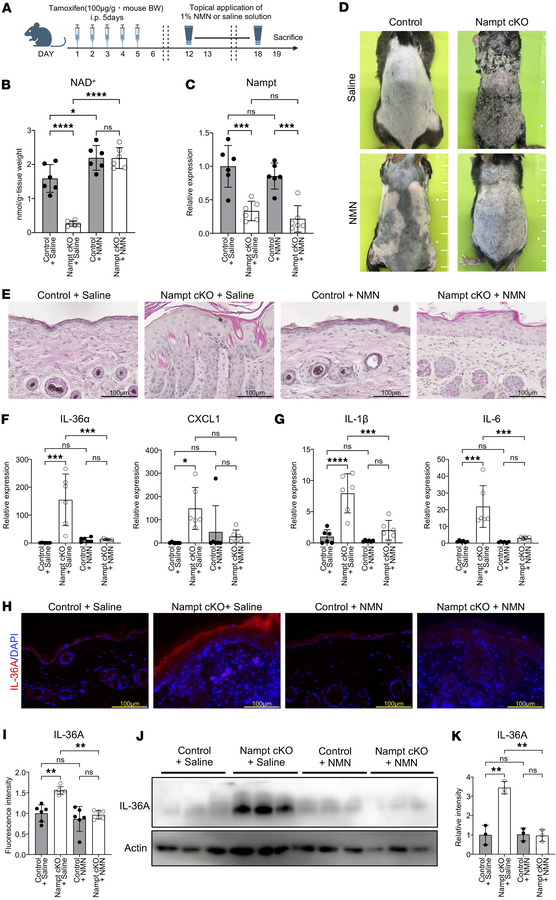 Topical NMN treatment ameliorates skin inflammation in Nampt-cKO mice.
(...