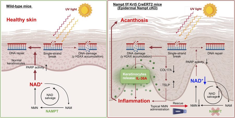graphical abstract