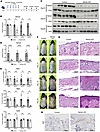 Spontaneous skin inflammation due to NAD+ depletion in Nampt-cKO mice.