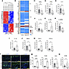 IL-36–driven inflammation without T cell polarization in Nampt-cKO mice.