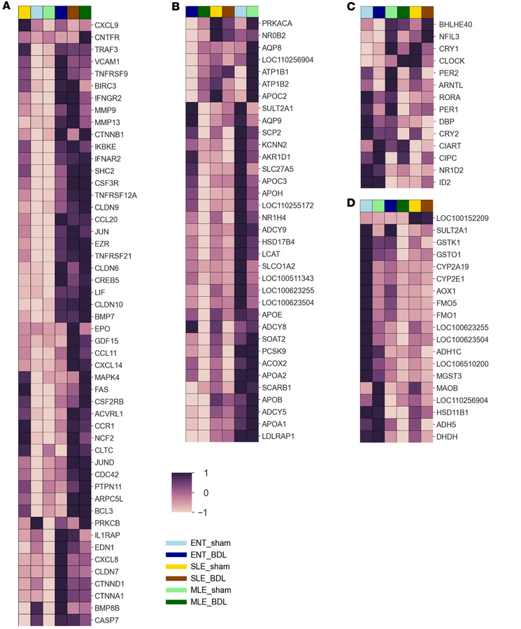 Gene expression of KEGG enriched pathways.
(A–D) Heatmaps of significant...