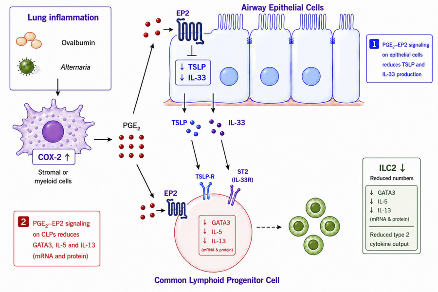 graphical abstract