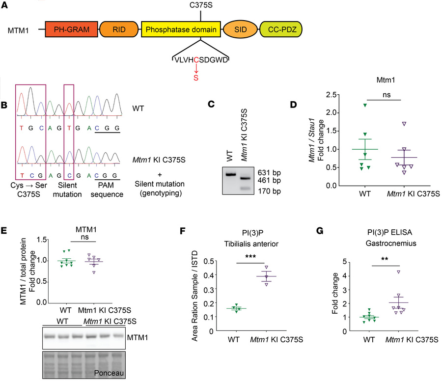 Generation and validation of the Mtm1-KI C375S mouse.
(A) Representation...