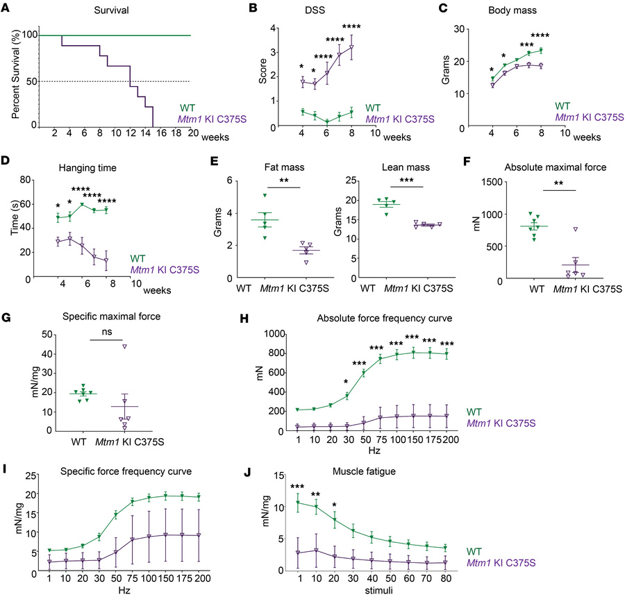 Decreased survival and progressive muscle weakness in the Mtm1-KI C375S ...