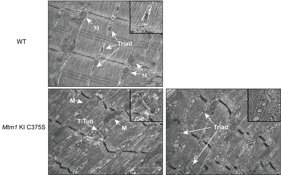 Severe structural disorganization in myofibers of Mtm1-KI C375S mice.
Re...