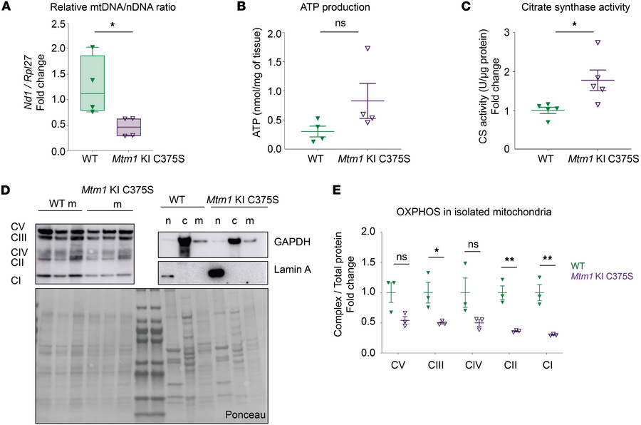 Mitochondrial defects in the TA muscles of Mtm1-KI C375S mice.
The TA mu...