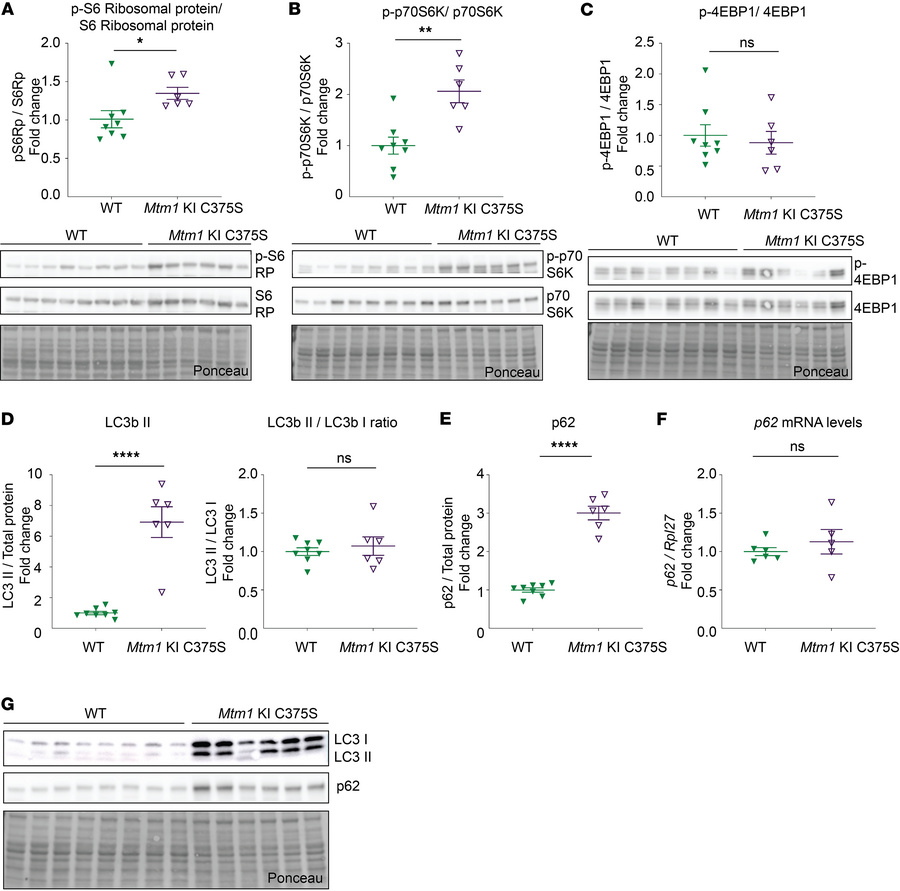 mTOR overactivation and autophagy alteration in the muscles of Mtm1-KI C...