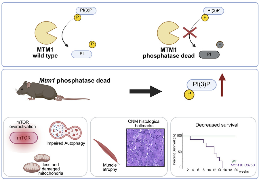 graphical abstract